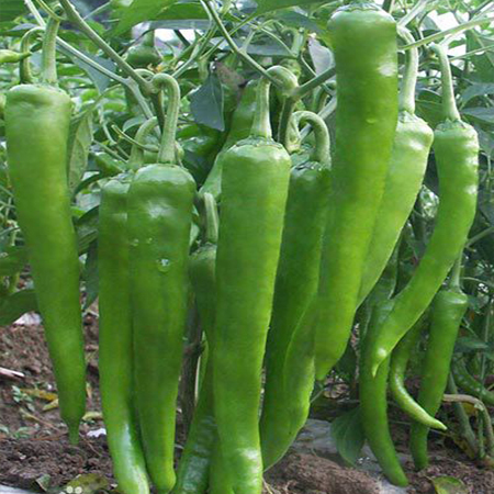 辣椒怎样合理种植与施肥