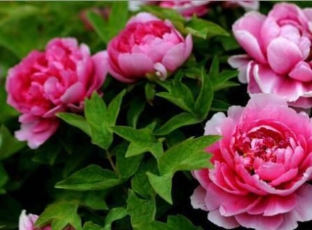 贵州花肥有机肥