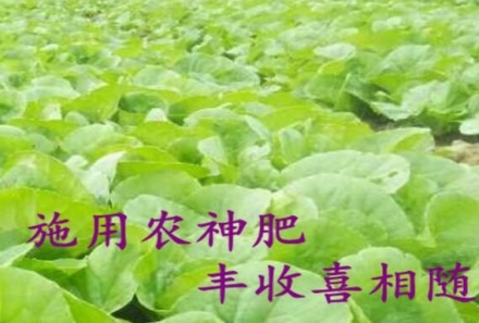 贵州有机肥厂家