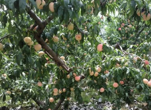 遵义有机肥厂家