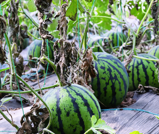 遵义生物有机肥